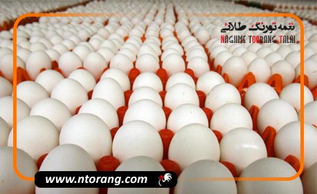 از ابتدای سال تاکنون ۳۳ هزار تن تخم‌مرغ صادر شده است